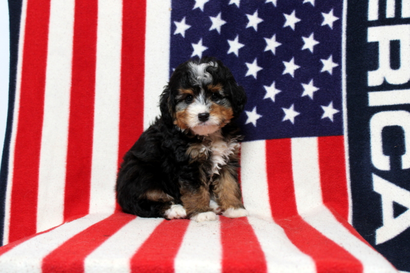 puppy, for, sale, Mini Bernedoodle, Matthew B. Stoltzfus, dog, breeder, Gap, PA, dog-breeder, puppy-for-sale, forsale, nearby, find, puppyfind, locator, puppylocator, aca